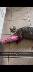 Lost Female Cat last seen Stringer bridge, Saint Amant, LA 70774