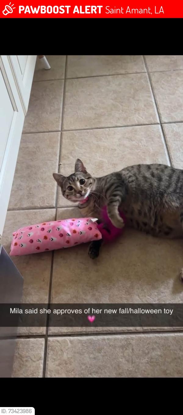 Lost Female Cat last seen Stringer bridge, Saint Amant, LA 70774