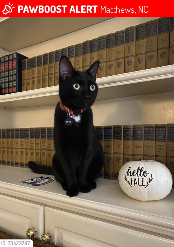 Lost Female Cat last seen Sardis Plantation, Matthews, NC 28105