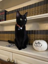 Lost Female Cat last seen Sardis Plantation, Matthews, NC 28105