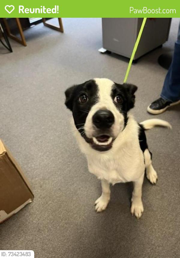 Reunited Female Dog last seen Allgood and Sawyer - near Merritt Road, Marietta, GA 30060