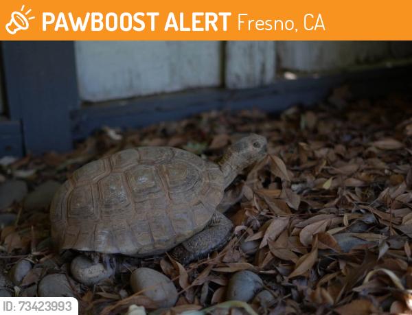 Found/Stray Unknown Reptile last seen Bullard and Palm, Fresno, CA 93711