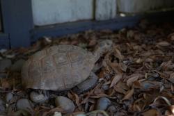 Found/Stray Unknown Reptile last seen Bullard and Palm, Fresno, CA 93711