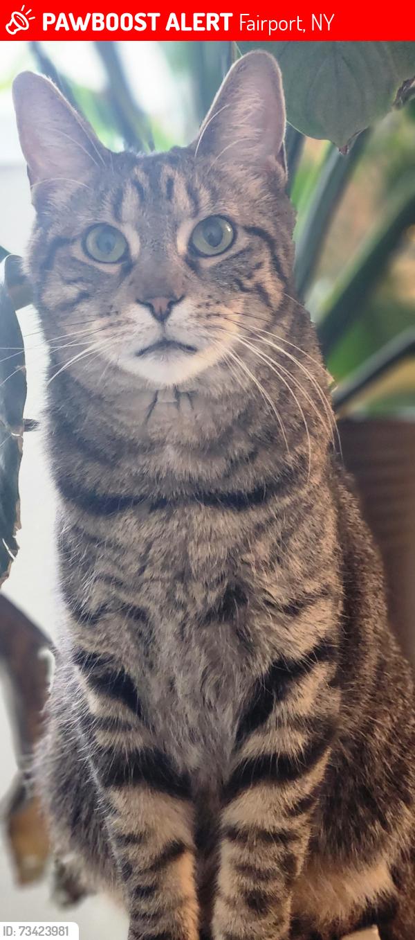 Lost Male Cat last seen Near Balsam Lane, Fairport, NY 14450