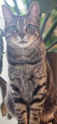 Lost Male Cat last seen Near Balsam Lane, Fairport, NY 14450