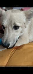 Lost Male Dog last seen As medicos near old fish market, Delhi, DL 110043