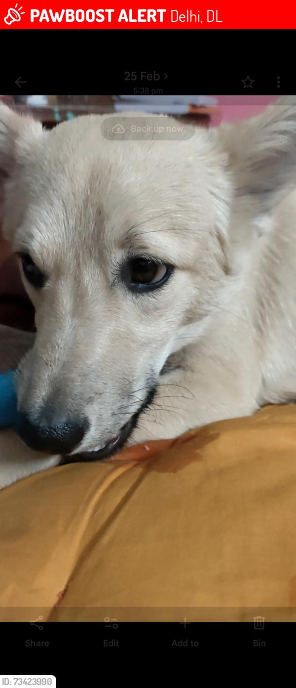 Lost Male Dog last seen As medicos near old fish market, Delhi, DL 110043