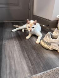 Found/Stray Male Cat last seen Five forks, Greenville County, SC 29681