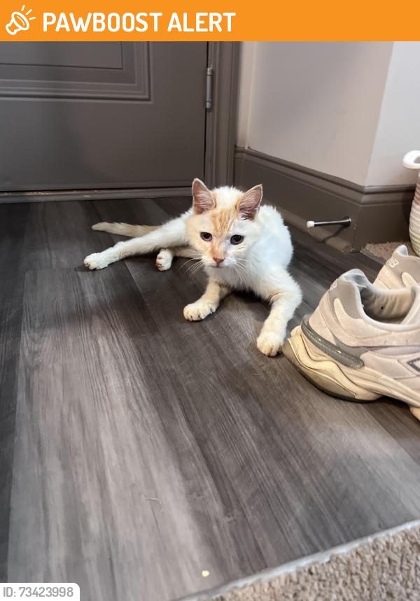 Found/Stray Male Cat last seen Five forks, Greenville County, SC 29681