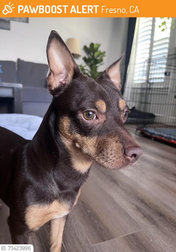 Found/Stray Unknown Dog last seen Corner of Alluvial and Millbrook, Fresno, CA 93720