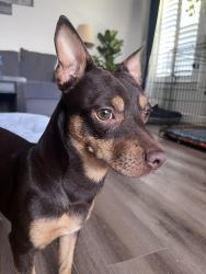 Found/Stray Unknown Dog last seen Corner of Alluvial and Millbrook, Fresno, CA 93720