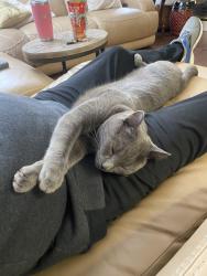 Lost Male Cat last seen Sun City Blvd & Coach Lamp, Roseville, CA 95747
