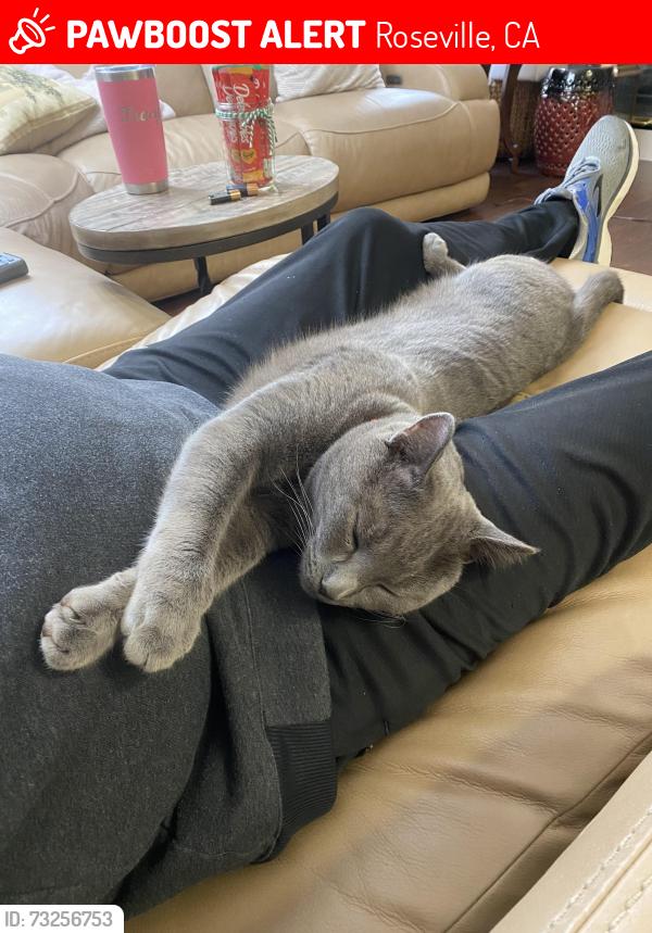 Lost Male Cat last seen Sun City Blvd & Coach Lamp, Roseville, CA 95747