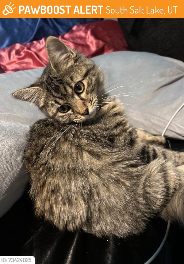 Found/Stray Female Cat last seen slc, South Salt Lake, UT 84115