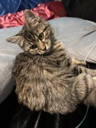 Found/Stray Female Cat last seen slc, South Salt Lake, UT 84115