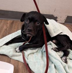Shelter Stray Male Dog last seen Near Schneple Drive, San Diego, CA, 92126, 5500 Gaines St, San Diego, CA 92110, USA