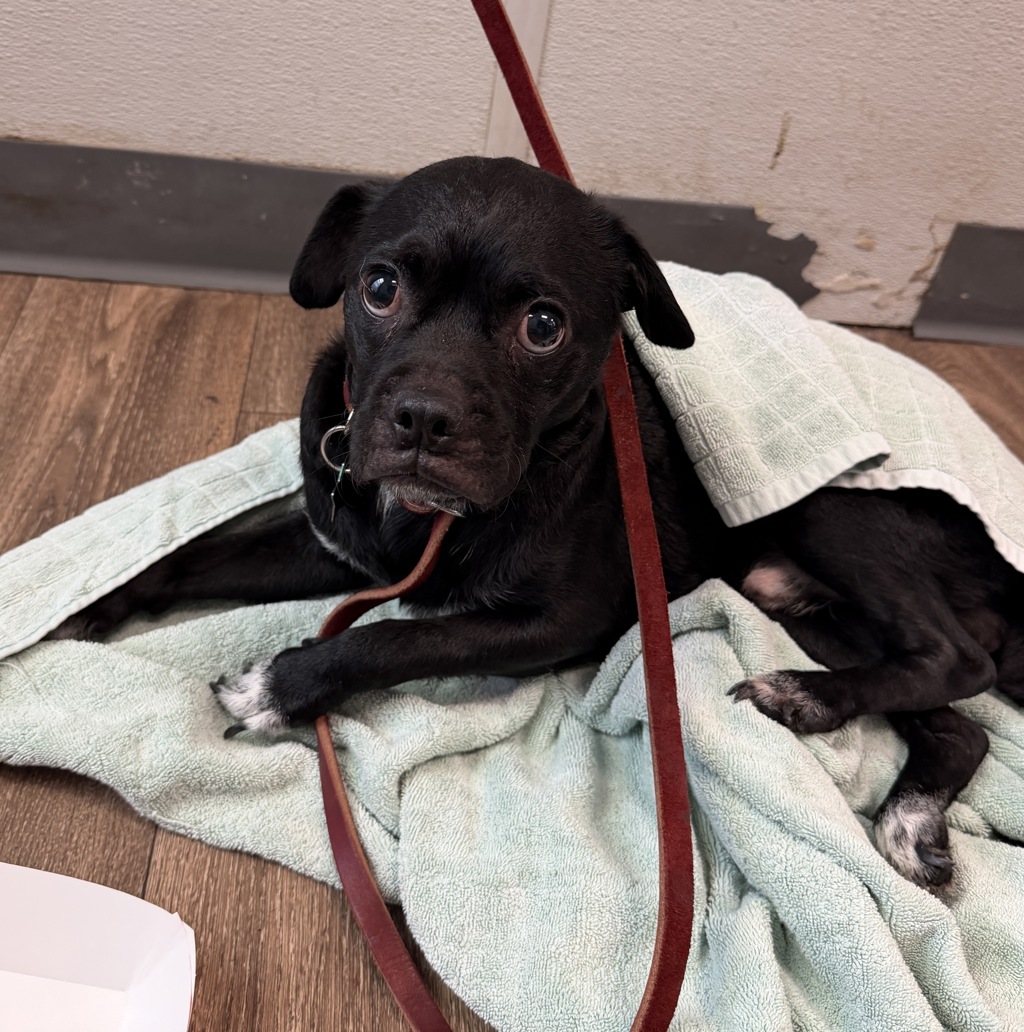 Shelter Stray Male Dog last seen Near Schneple Drive, San Diego, CA, 92126, 5500 Gaines St, San Diego, CA 92110, USA