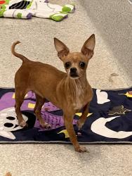 Shelter Stray Female Dog last seen Near University Avenue, San Diego, CA, 92105, 5500 Gaines St, San Diego, CA 92110, USA
