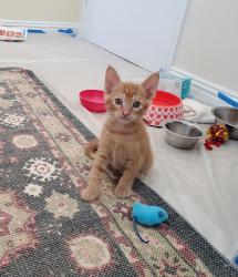 Shelter Stray Male Cat last seen Near E Douglas Avenue, El Cajon, CA, 92020, El Cajon, CA 92020, USA