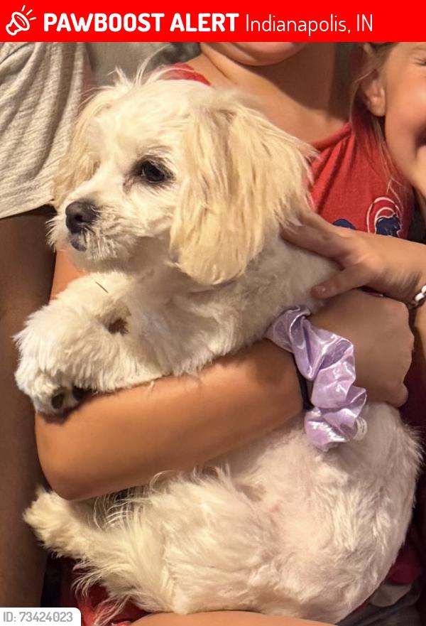 Lost Male Dog last seen 34th and Moller Road, Indianapolis, IN 46224