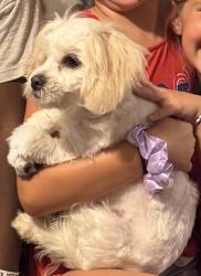 Lost Male Dog last seen 34th and Moller Road, Indianapolis, IN 46224