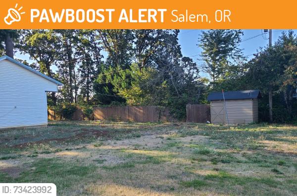 Found/Stray Unknown Cat last seen Lee elementary school, Salem, OR 97306