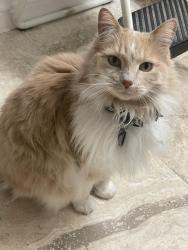 Lost Female Cat last seen Washington St & Mohave Dr., Colton, CA 92324