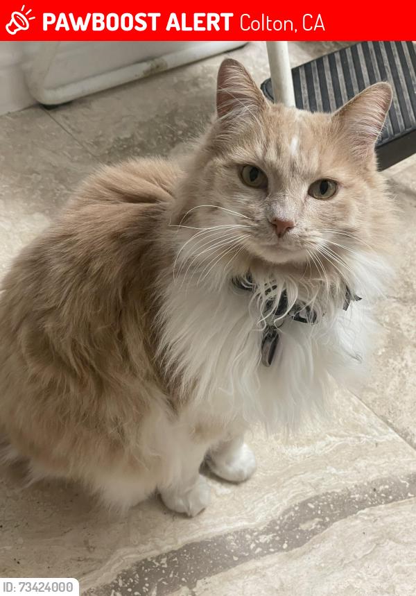 Lost Female Cat last seen Washington St & Mohave Dr., Colton, CA 92324