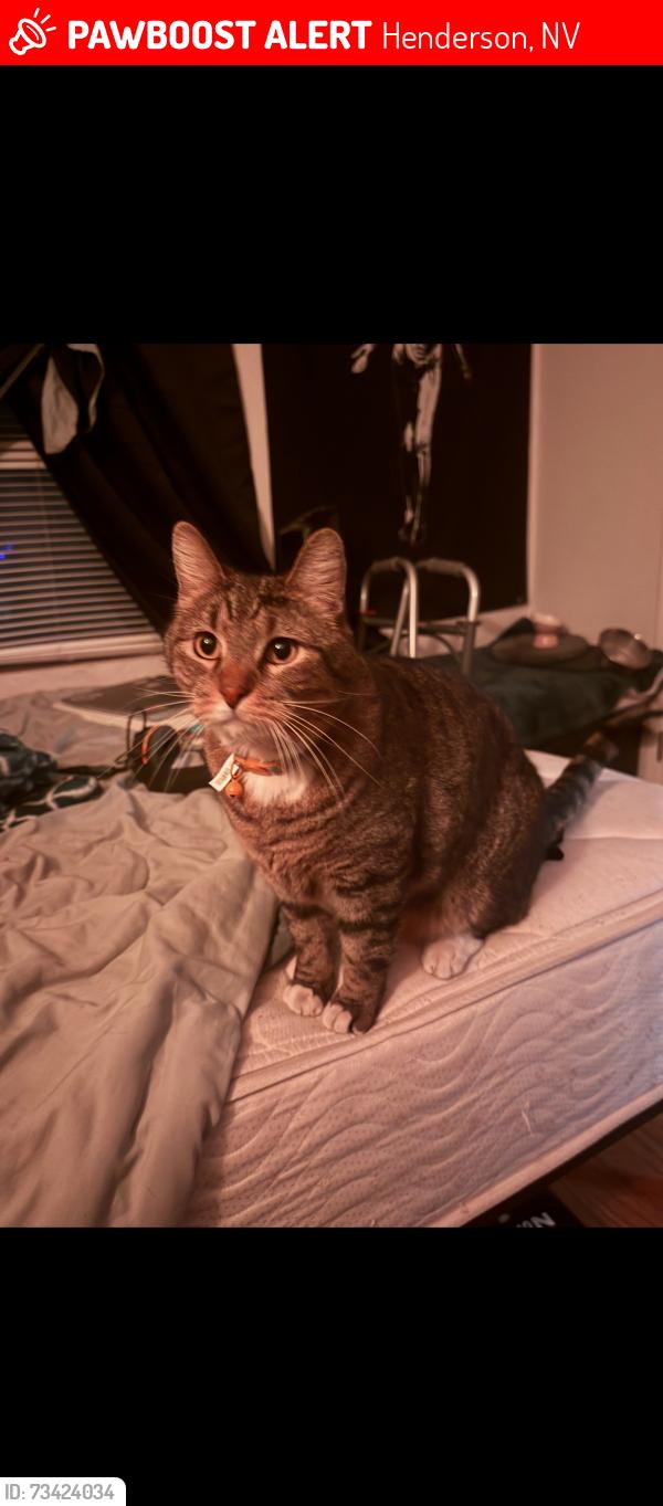 Lost Male Cat last seen Sunset and Lake Mead ParkwY, Henderson, NV 89015