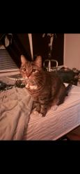 Lost Male Cat last seen Sunset and Lake Mead ParkwY, Henderson, NV 89015