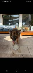 Reunited Unknown Dog last seen 4th and Adelaide, Santa Monica, CA 90402