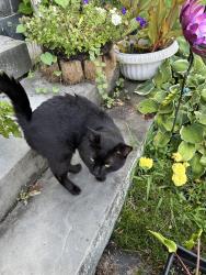 Found/Stray Male Cat last seen West Montgomery St, Johnstown, NY 12095