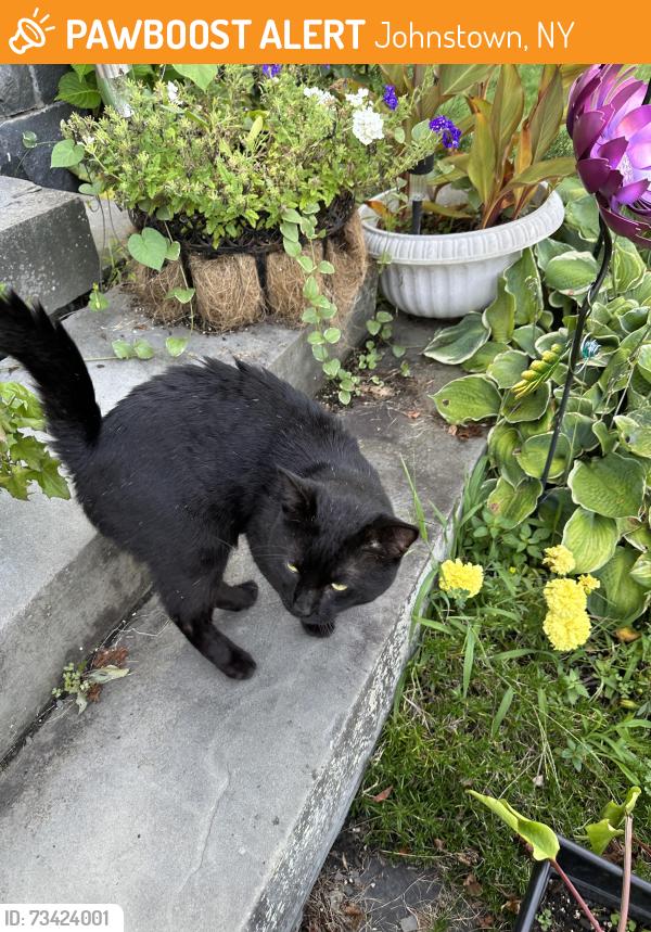 Found/Stray Male Cat last seen West Montgomery St, Johnstown, NY 12095