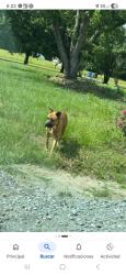 Lost Male Dog last seen Sunny point ln, Mecklenburg County, VA 23917