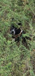 Found/Stray Unknown Dog last seen Riverside Dr, Macon, GA 31201