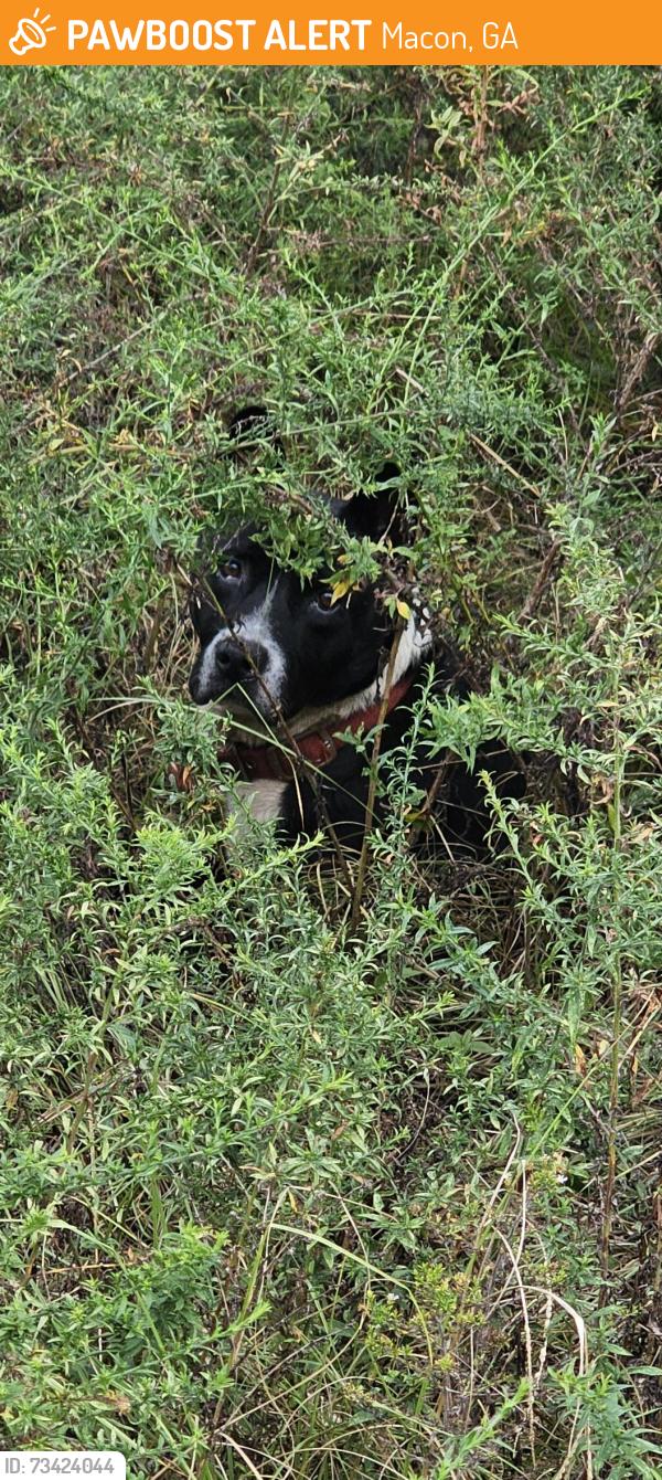 Found/Stray Unknown Dog last seen Riverside Dr, Macon, GA 31201