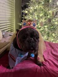 Reunited Female Dog last seen E Woodbridge Rd, California 95220, USA, San Joaquin County, CA 95220