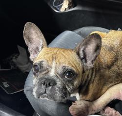 Lost Female Dog last seen Harbor rd, San Francisco, CA 94124