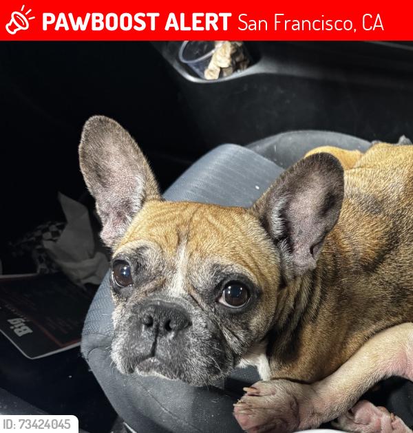 Lost Female Dog last seen Harbor rd, San Francisco, CA 94124