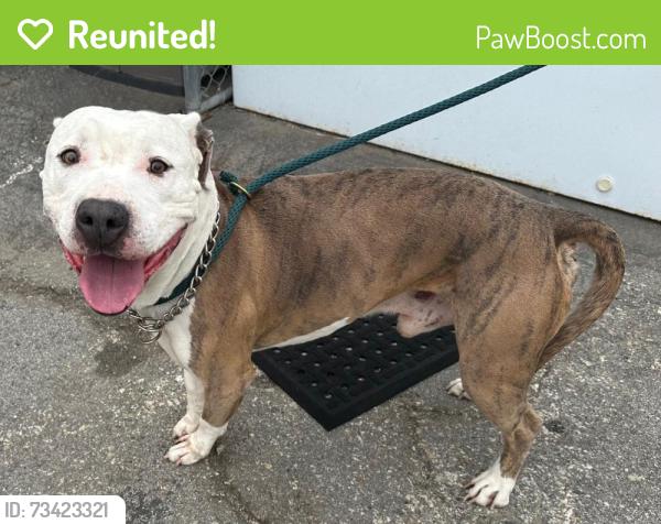 Reunited Male Dog last seen Henrietta Street amd Edgemere Drive, Torrance, CA 90503