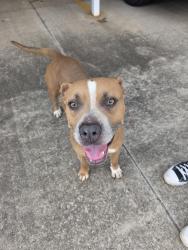 Found/Stray Male Dog last seen Kelley Avenue and Wilshire Blvd, Oklahoma City, OK 73131