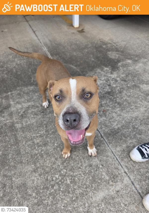 Found/Stray Male Dog last seen Kelley Avenue and Wilshire Blvd, Oklahoma City, OK 73131
