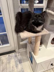 Lost Female Cat last seen Hallmark, Canyon Lake, TX 78133