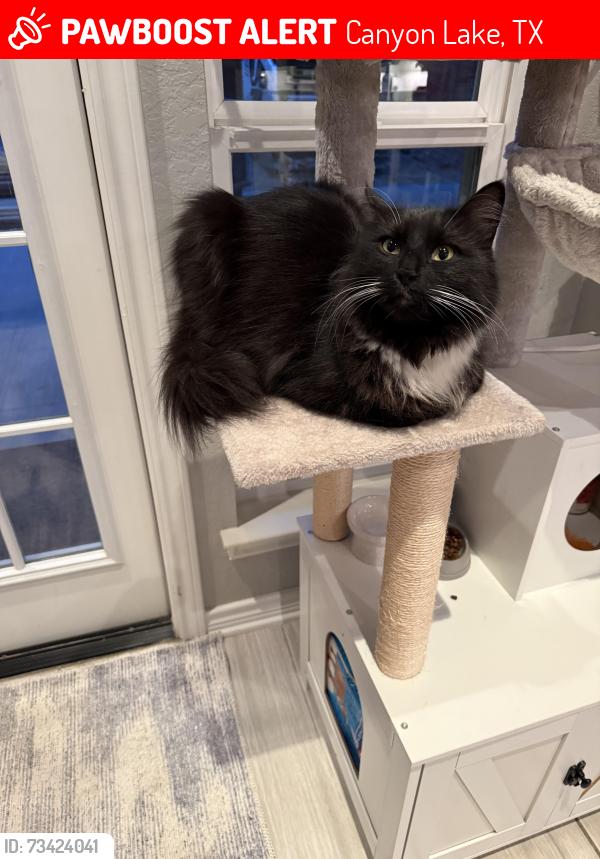 Lost Female Cat last seen Hallmark, Canyon Lake, TX 78133