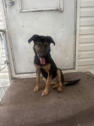 Found/Stray Female Dog last seen Miracle dr, Whitfield County, GA 30740