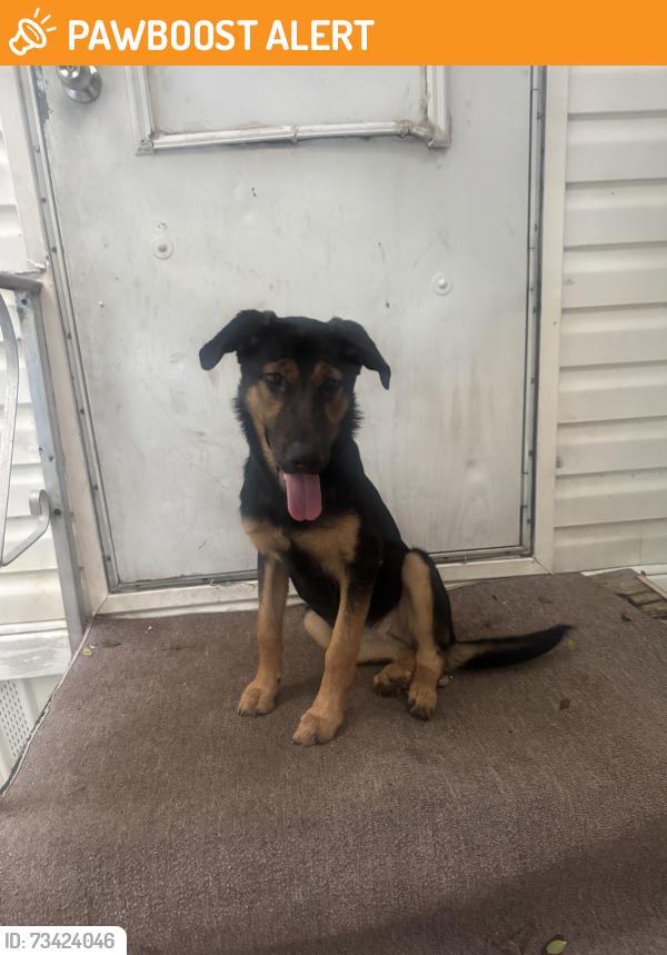 Found/Stray Female Dog last seen Miracle dr, Whitfield County, GA 30740