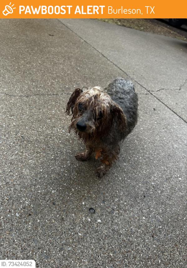 Found/Stray Unknown Dog last seen Ladonna ct, Burleson, TX 76028
