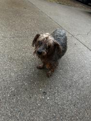 Found/Stray Unknown Dog last seen Ladonna ct, Burleson, TX 76028