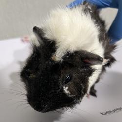 Shelter Stray Female Other last seen , 3607 N Armenia Ave, Tampa, FL 33607, USA