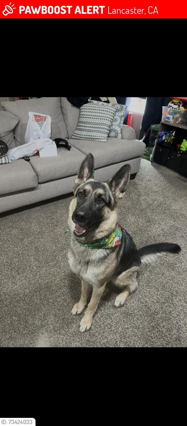 Lost Female Dog last seen Ave L and 30th street west Lancaster, Lancaster, CA 93536
